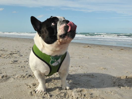 New Cocoa Beach dog-friendly beach keeps advancing toward final City Hall vote