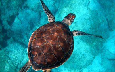 Sea Turtle Preservation, Conservation & Wildlife in Brevard County