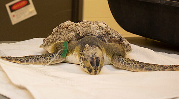 Sea Turtle Healing Center at the Brevard Zoo Takes in Influx of Green Sea Turtles